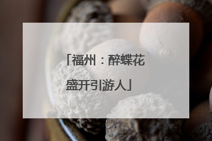 福州：醉蝶花盛开引游人