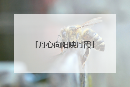 丹心向阳映丹霞