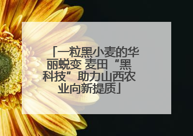 一粒黑小麦的华丽蜕变 麦田“黑科技”助力山西农业向新提质