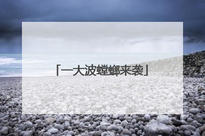 一大波螳螂来袭