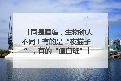 同是睡莲，生物钟大不同！有的是“夜猫子”，有的“值白班”