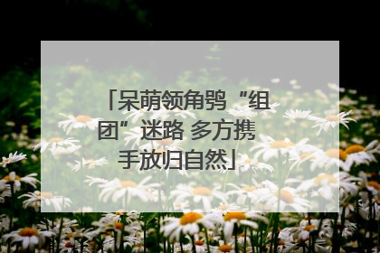 呆萌领角鸮“组团”迷路 多方携手放归自然