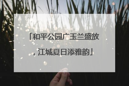 和平公园广玉兰盛放，江城夏日添雅韵