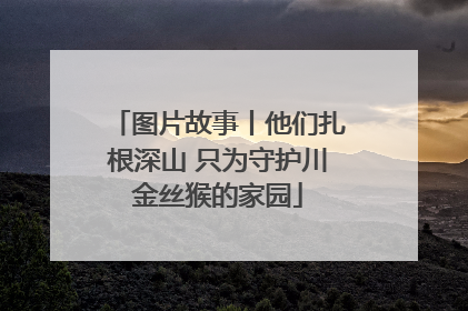图片故事丨他们扎根深山 只为守护川金丝猴的家园