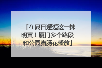 在夏日邂逅这一抹明黄！厦门多个路段和公园腊肠花盛放