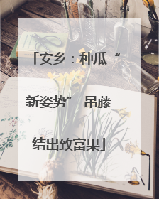 安乡：种瓜“新姿势” 吊藤结出致富果