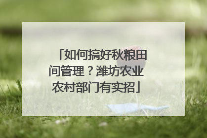 如何搞好秋粮田间管理？潍坊农业农村部门有实招