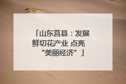 山东莒县：发展鲜切花产业 点亮“美丽经济”