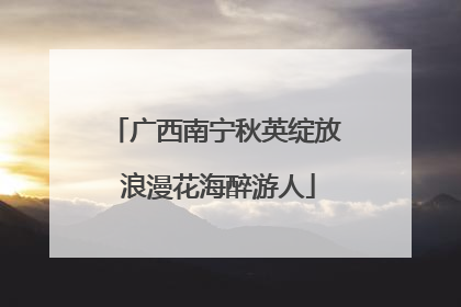 广西南宁秋英绽放 浪漫花海醉游人