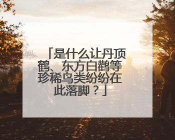 是什么让丹顶鹤、东方白鹳等珍稀鸟类纷纷在此落脚？