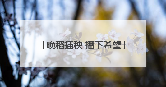 晚稻插秧 播下希望
