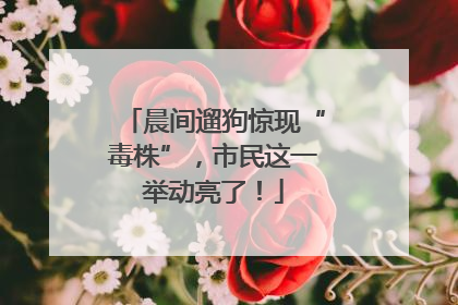 晨间遛狗惊现“毒株”，市民这一举动亮了！