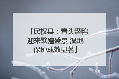 民权县：青头潜鸭迎来繁殖盛景 湿地保护成效显著
