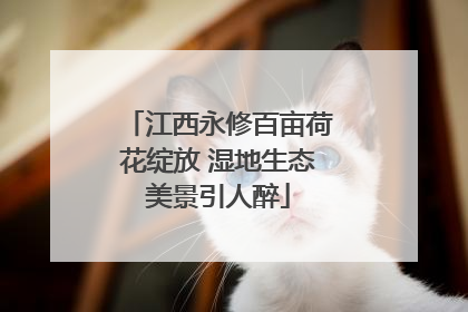 江西永修百亩荷花绽放 湿地生态美景引人醉