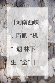 河南西峡：巧抓“机”遇 林下生“金”