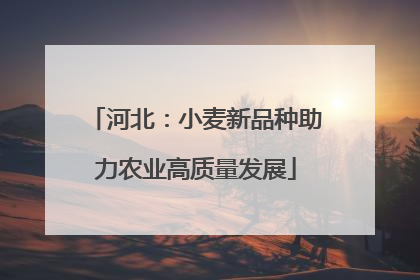 河北：小麦新品种助力农业高质量发展