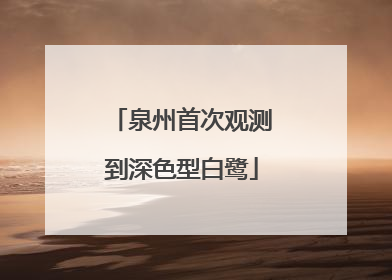 泉州首次观测到深色型白鹭