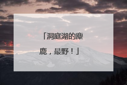 洞庭湖的麋鹿，最野！