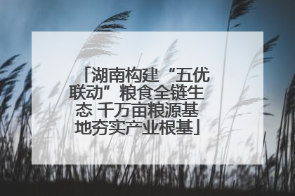 湖南构建“五优联动”粮食全链生态 千万亩粮源基地夯实产业根基