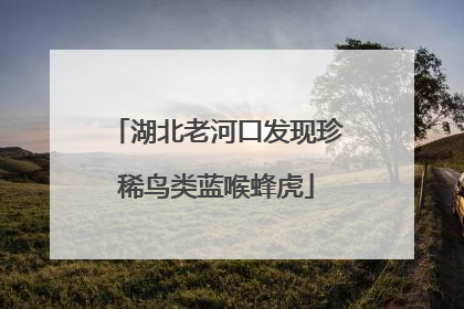 湖北老河口发现珍稀鸟类蓝喉蜂虎