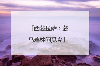 西藏拉萨：藏马鸡林间觅食