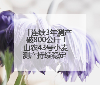 连续3年测产破800公斤！山农43号小麦测产持续稳定 助力粮食增产丰收