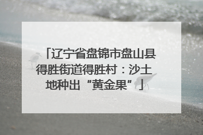 辽宁省盘锦市盘山县得胜街道得胜村：沙土地种出“黄金果”