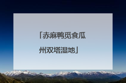 赤麻鸭觅食瓜州双塔湿地