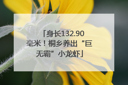 身长132.90毫米！桐乡养出“巨无霸”小龙虾