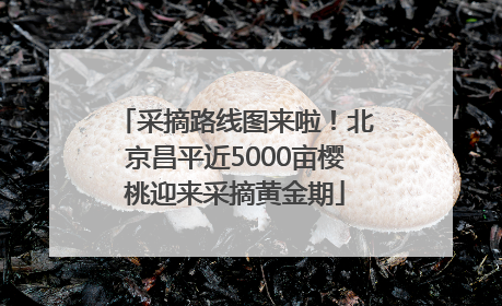 采摘路线图来啦！北京昌平近5000亩樱桃迎来采摘黄金期