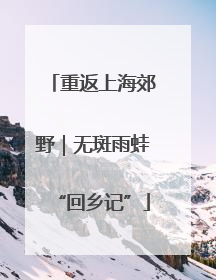 重返上海郊野｜无斑雨蛙“回乡记”