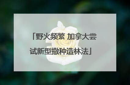 野火频繁 加拿大尝试新型撒种造林法