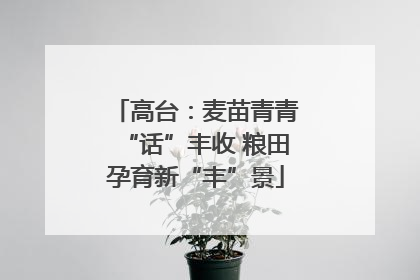 高台：麦苗青青“话”丰收 粮田孕育新“丰”景