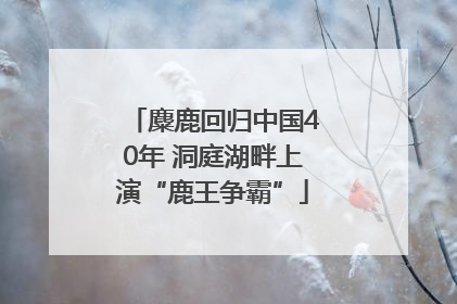 麋鹿回归中国40年 洞庭湖畔上演“鹿王争霸”