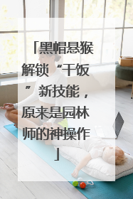 黑帽悬猴解锁“干饭”新技能，原来是园林师的神操作