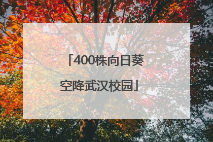 400株向日葵空降武汉校园