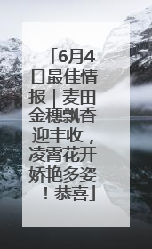 6月4日最佳情报｜麦田金穗飘香迎丰收，凌霄花开娇艳多姿！恭喜
