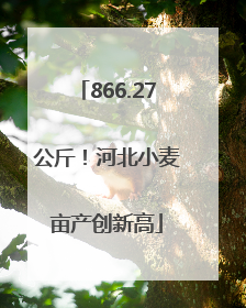 866.27公斤！河北小麦亩产创新高
